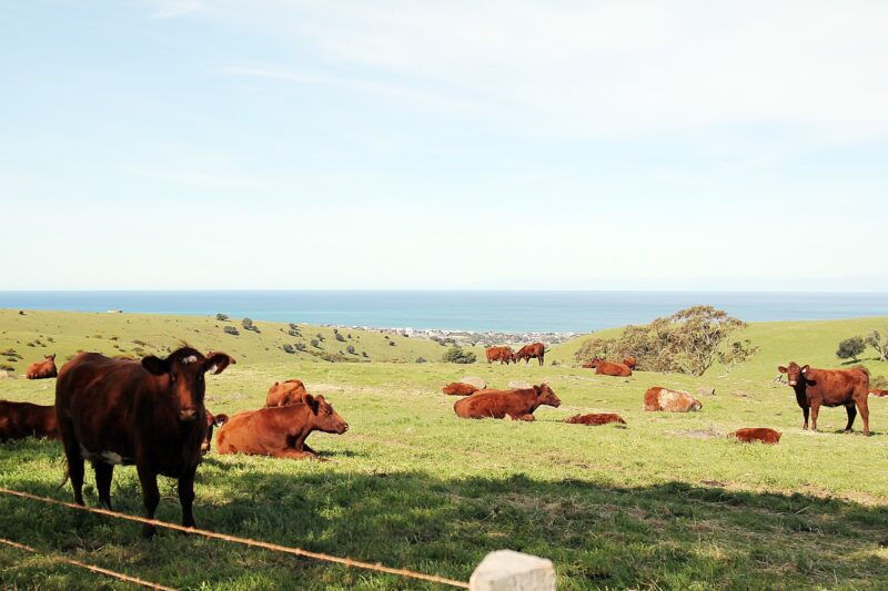 Cows in pasture