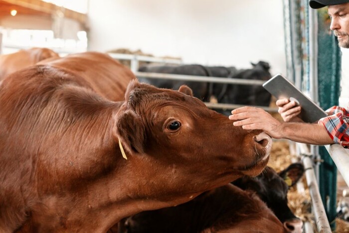 Farmer holding a tablet in one hand, while stroking the nose of a cow in a pen.