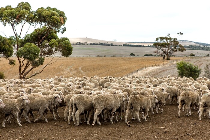 Sheep walking through a dry paddock.